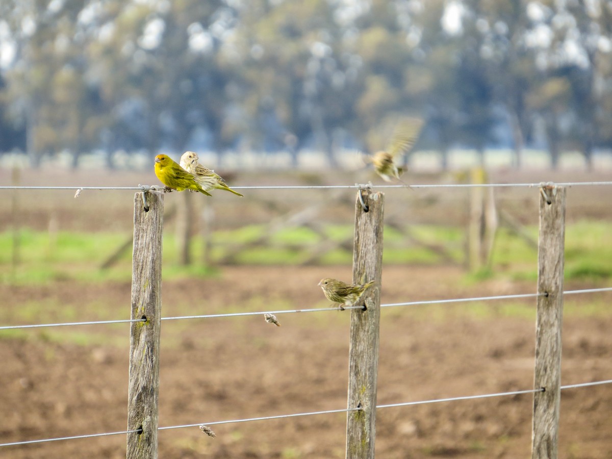 Saffron Finch - ML621731701