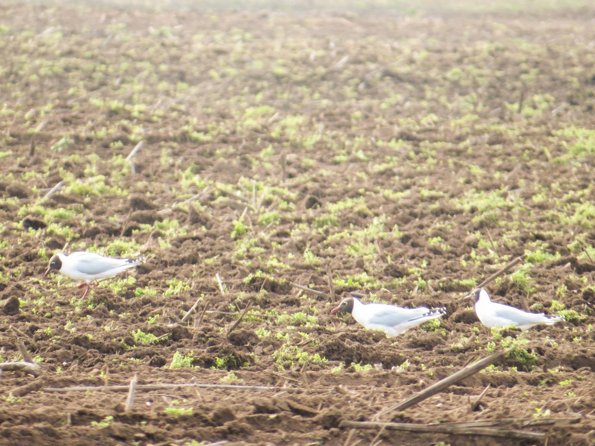 Mouette de Patagonie - ML621731716