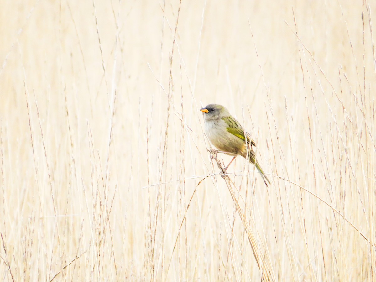 Great Pampa-Finch - ML621731768