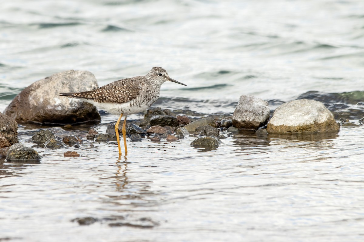 Lesser Yellowlegs - ML621731866