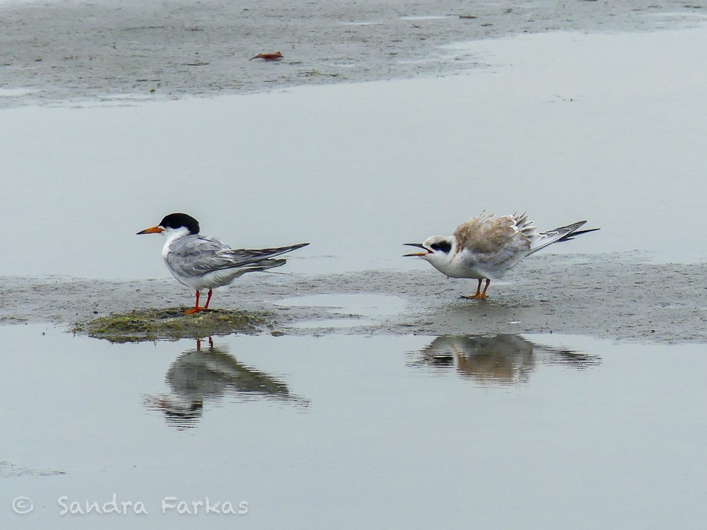 Forster's Tern - ML621731997