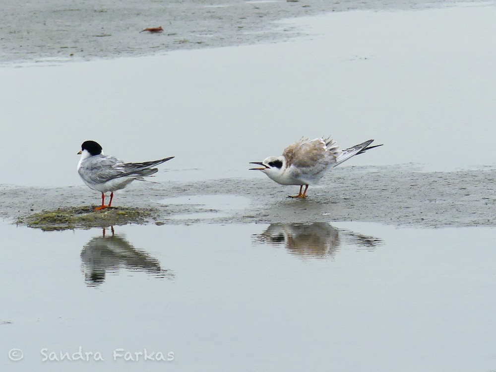 Forster's Tern - ML621731998