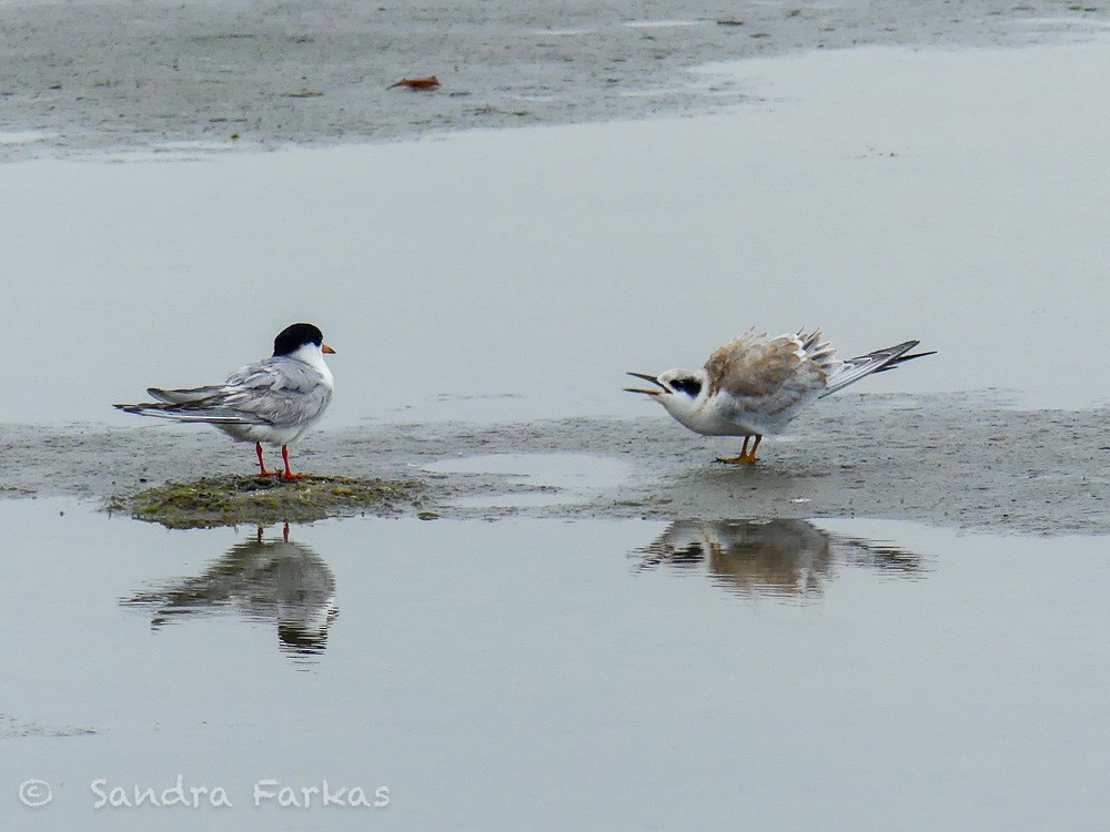 Forster's Tern - ML621731999