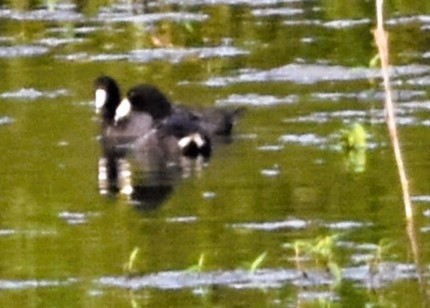 American Coot - ML621732053