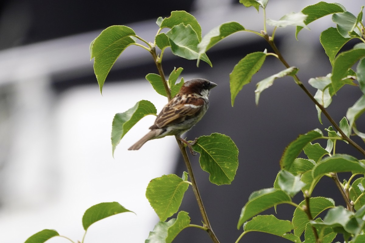 House Sparrow - Greg Hertler