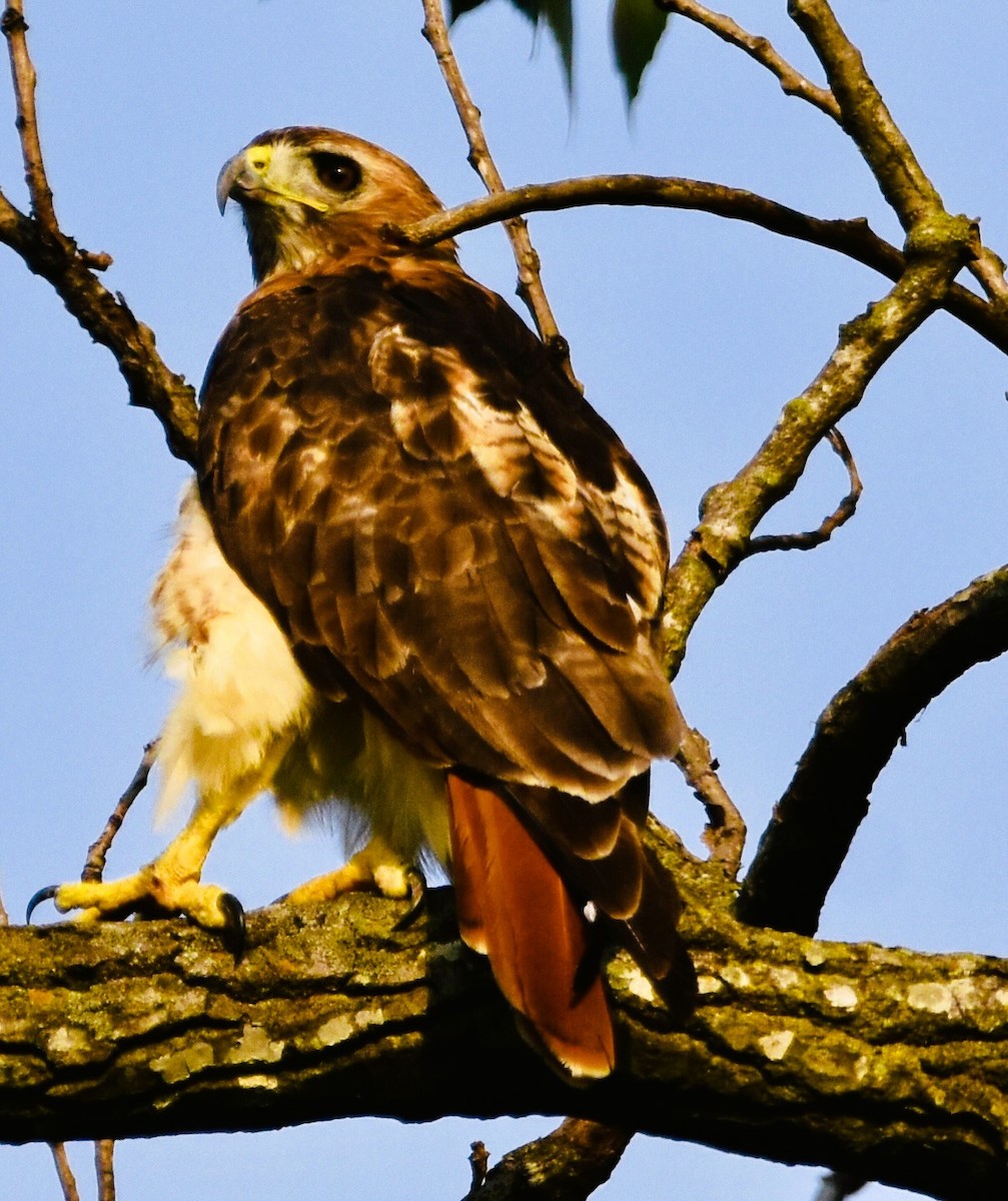 Red-tailed Hawk - ML621732069