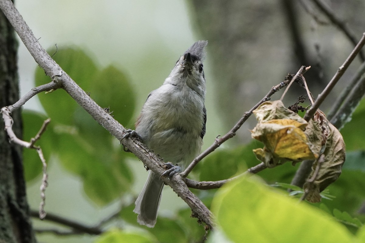 Herrerillo Bicolor - ML621732070