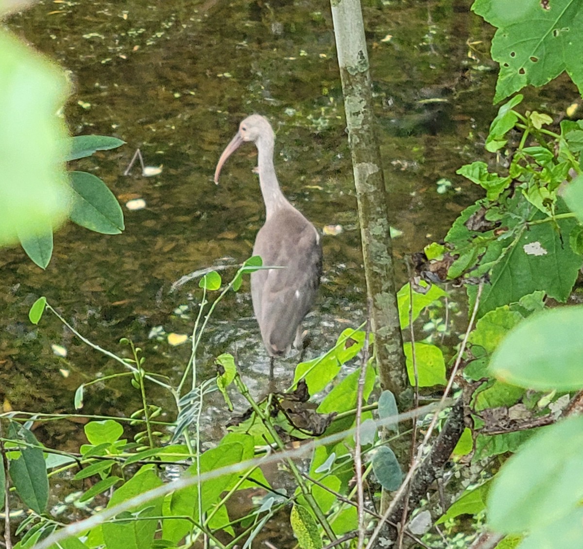 White Ibis - ML621732073