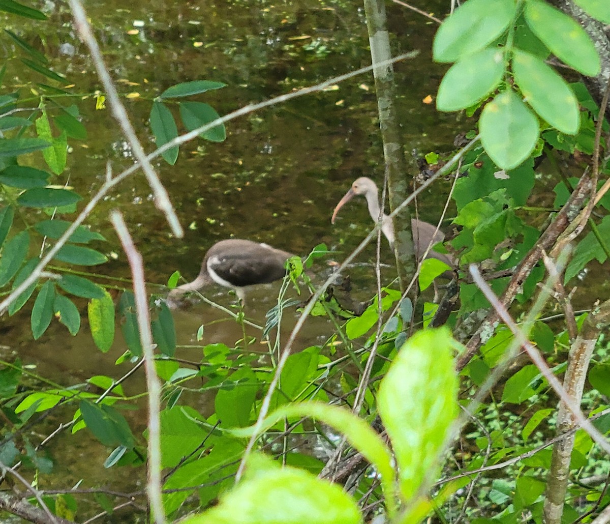 White Ibis - ML621732089