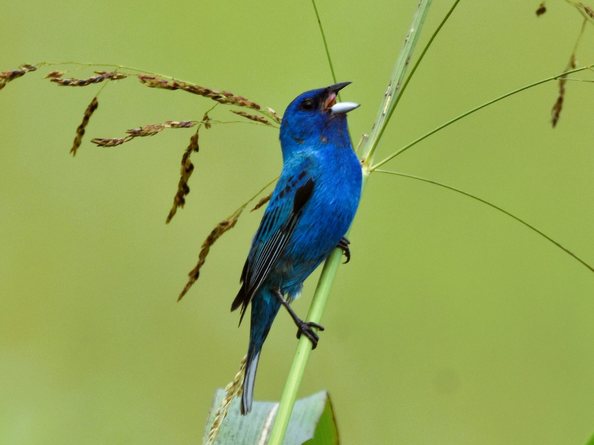 Indigo Bunting - ML621732110