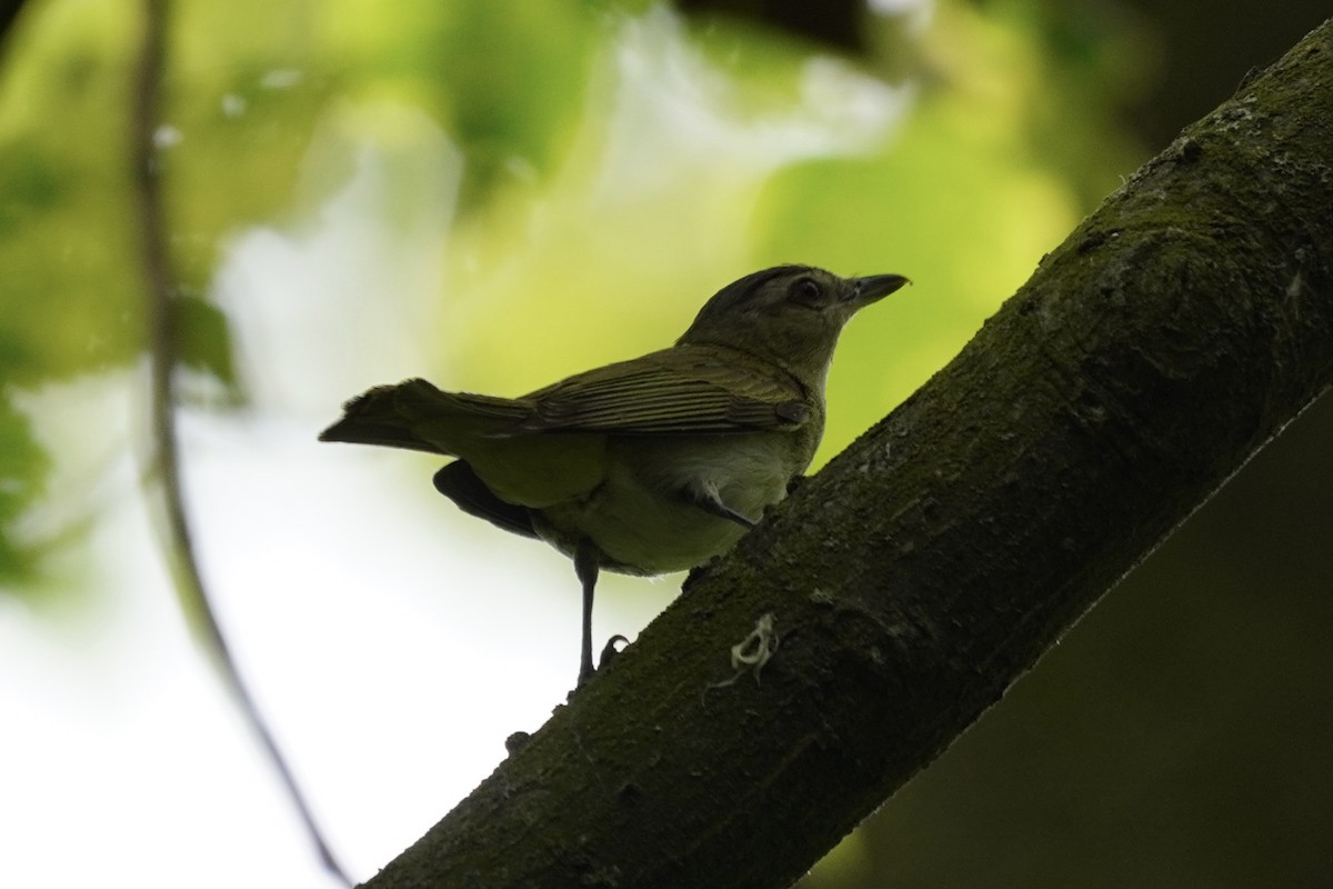 Vireo Ojirrojo - ML621732115