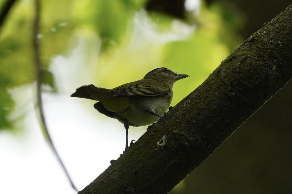 Vireo Ojirrojo - ML621732116