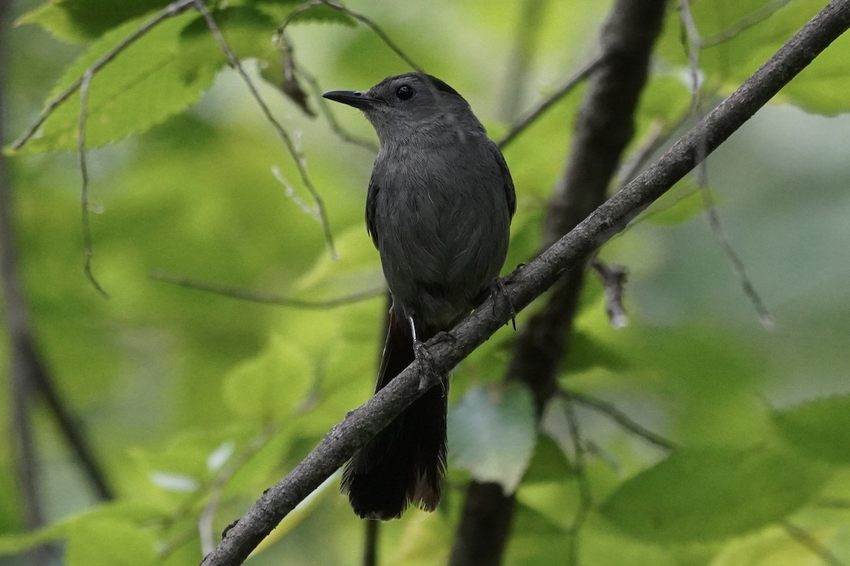 Gray Catbird - Greg Hertler