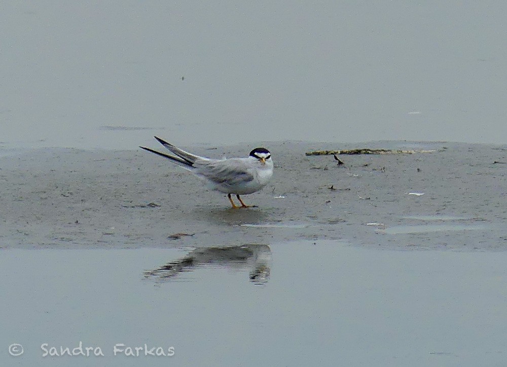 Least Tern - ML621732231