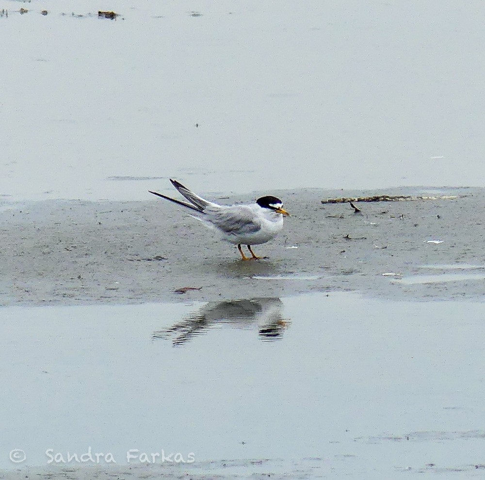 Least Tern - Sandra Farkas