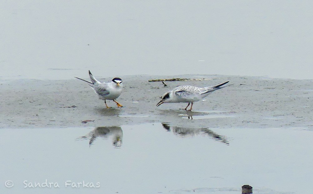 Least Tern - ML621732233