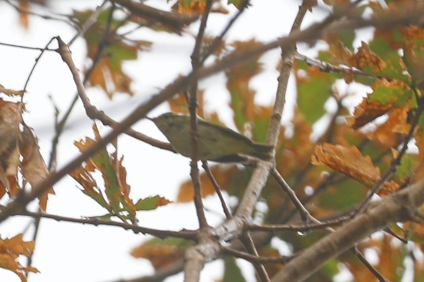 Sakhalin Leaf Warbler - ML621732313