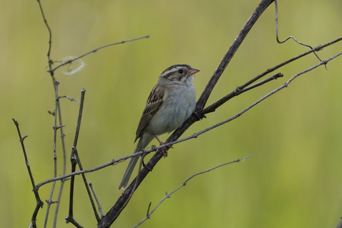 Clay-colored Sparrow - ML621732345