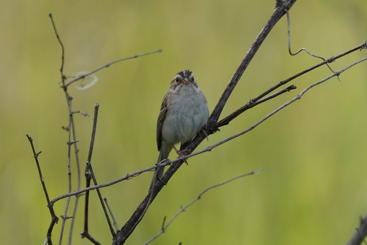 Clay-colored Sparrow - ML621732346