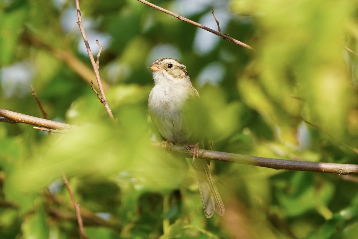 Clay-colored Sparrow - ML621732347