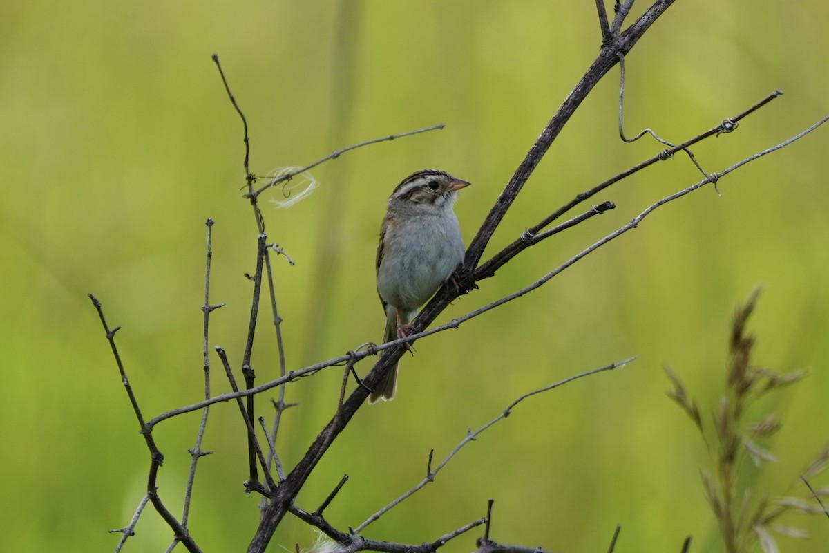 Clay-colored Sparrow - ML621732348