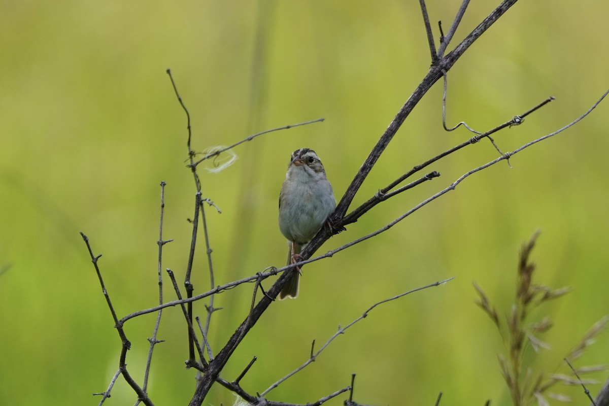 Clay-colored Sparrow - ML621732349