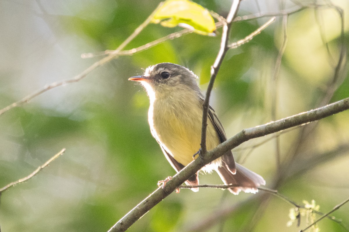 Mottle-cheeked Tyrannulet - ML621732366