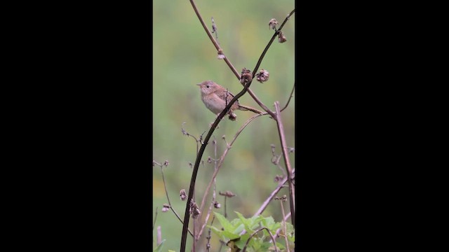 Grass Wren - ML621732525