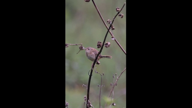 Grass Wren - ML621732526