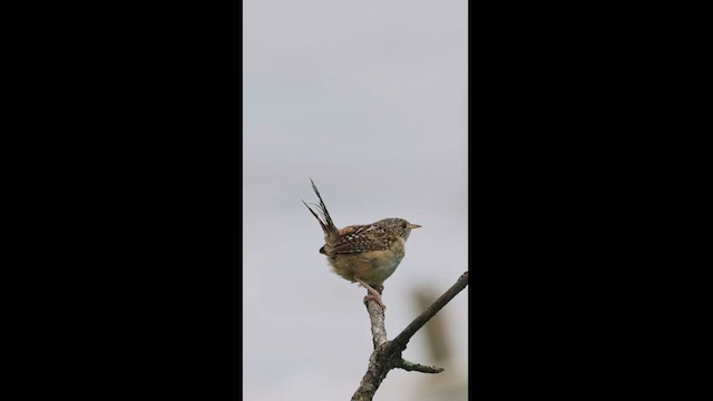 Grass Wren - ML621732527