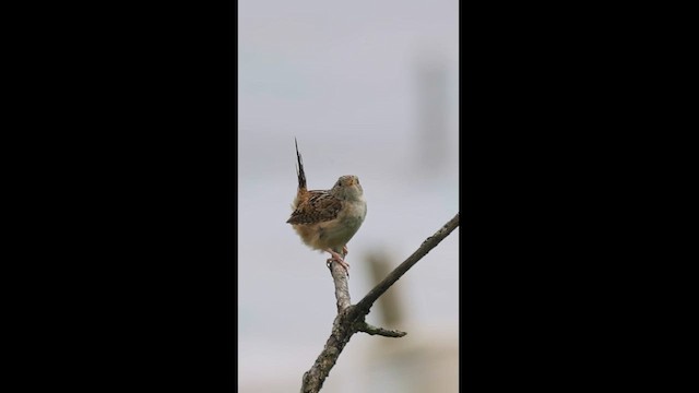 Grass Wren - ML621732528