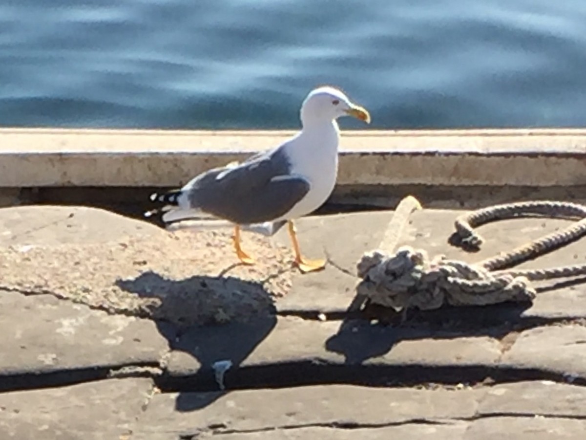 Gaviota Patiamarilla (michahellis) - ML621732632