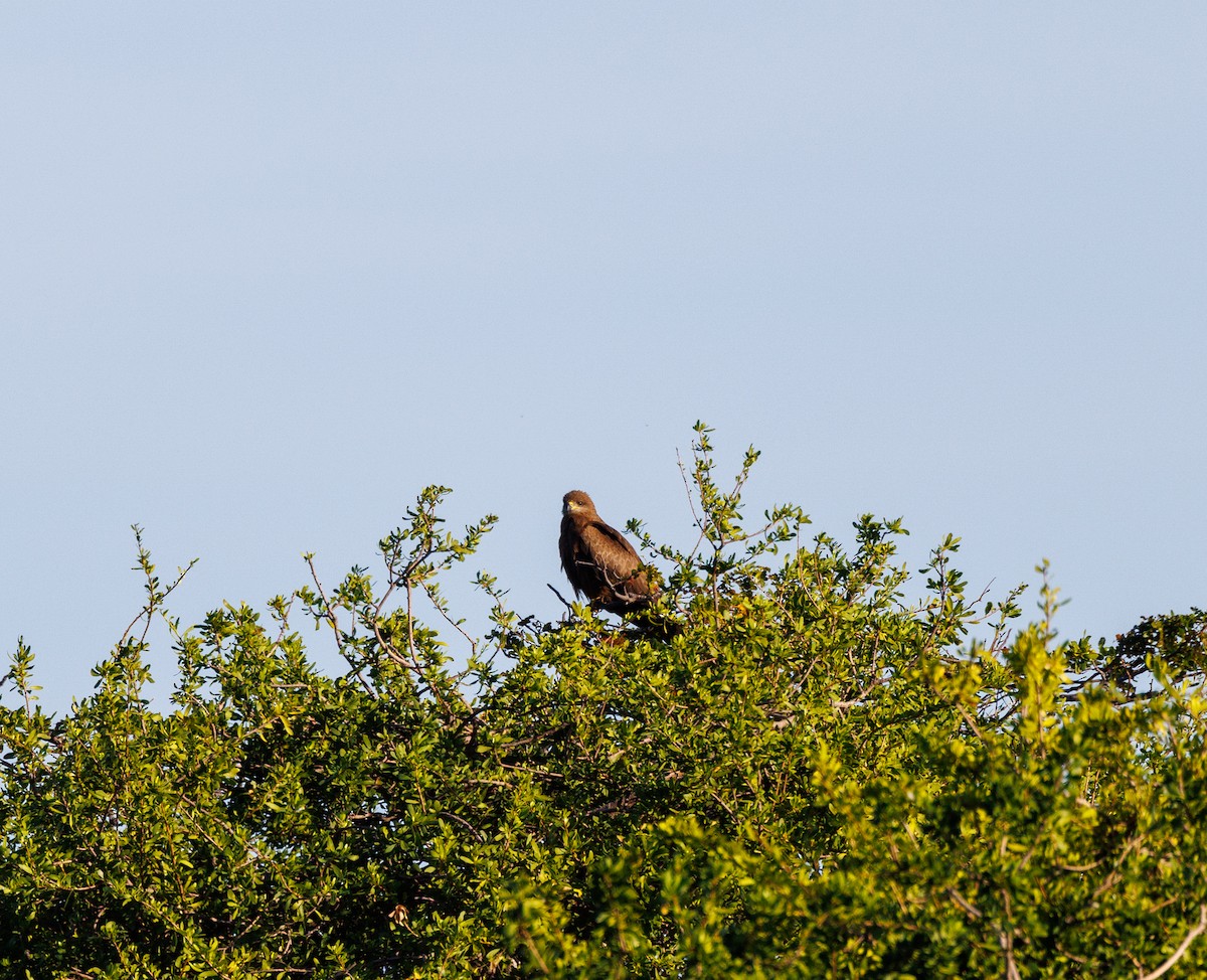 Black Kite - ML621732674