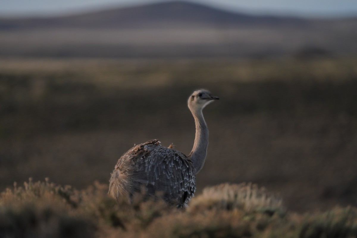 Lesser Rhea (Darwin's) - ML621732742