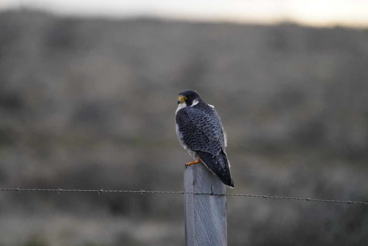 Peregrine Falcon - Pablo Jaque Bopp
