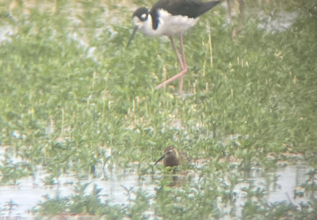 Curlew Sandpiper - ML621732835