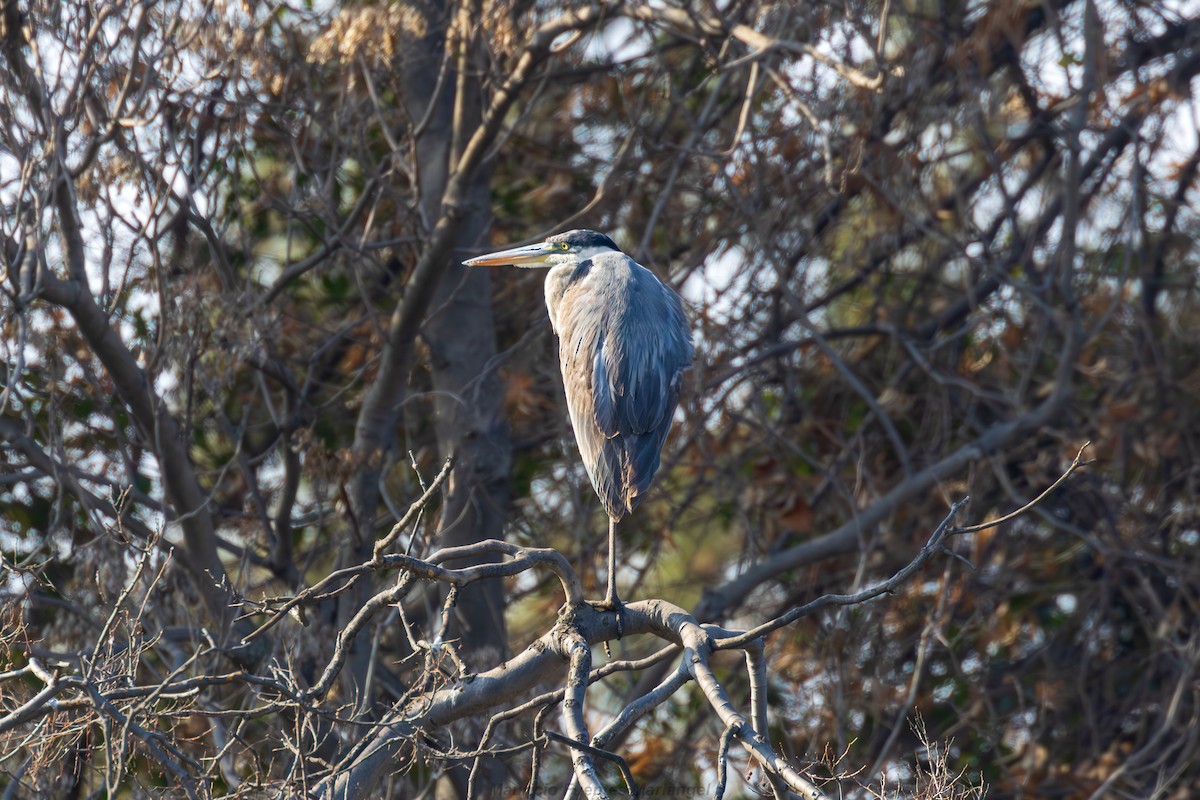 Cocoi Heron - Mauricio Fuentes Mariángel