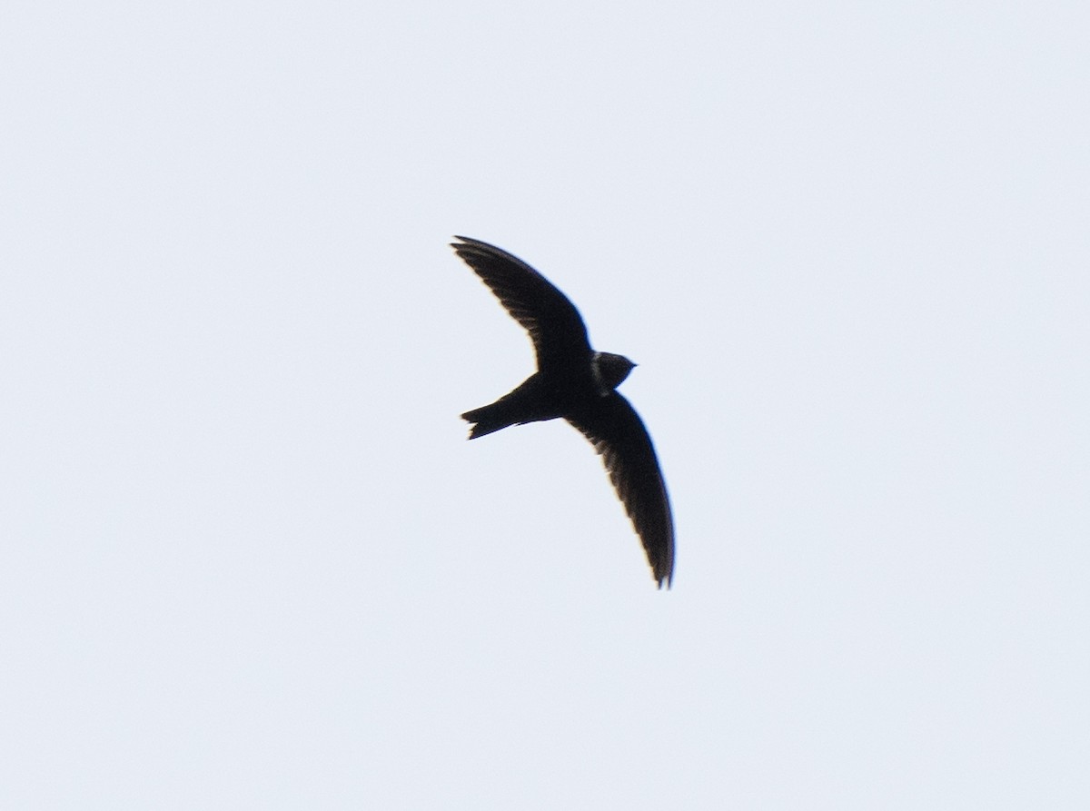 White-collared Swift - ML621732928