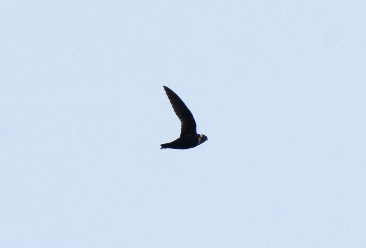 White-collared Swift - ML621732929