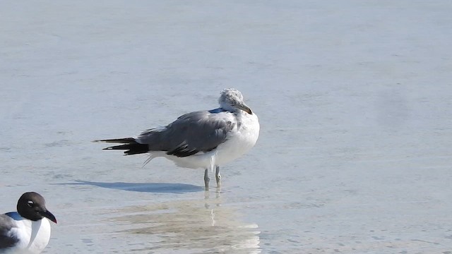 カリフォルニアカモメ - ML621733020