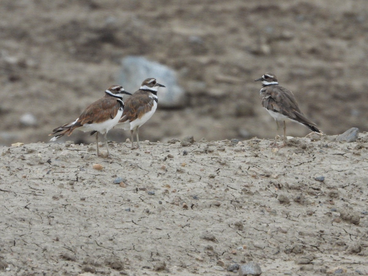 Killdeer - Jeff Percell