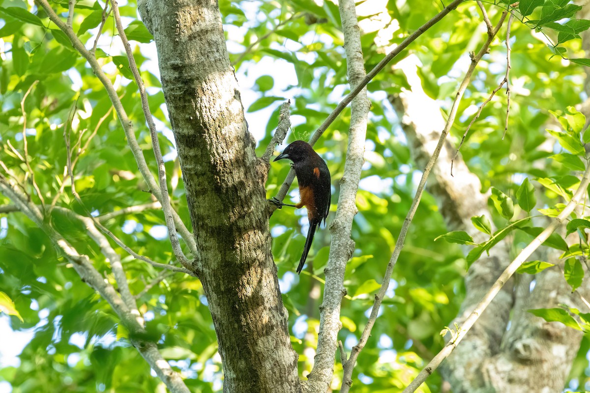 Martinique Oriole - ML621733163