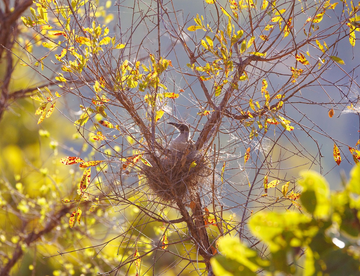 Little Friarbird - Paul Rankin