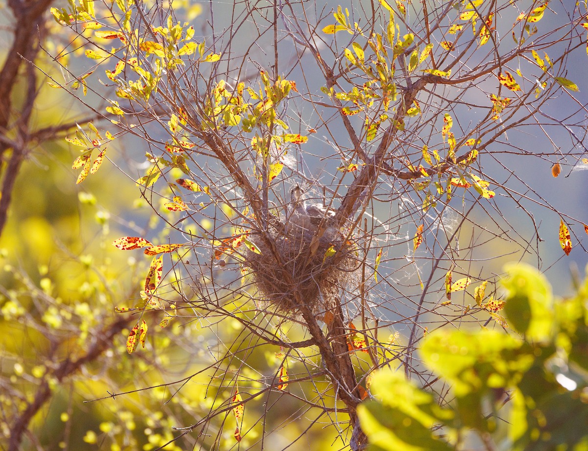 Little Friarbird - ML621733312