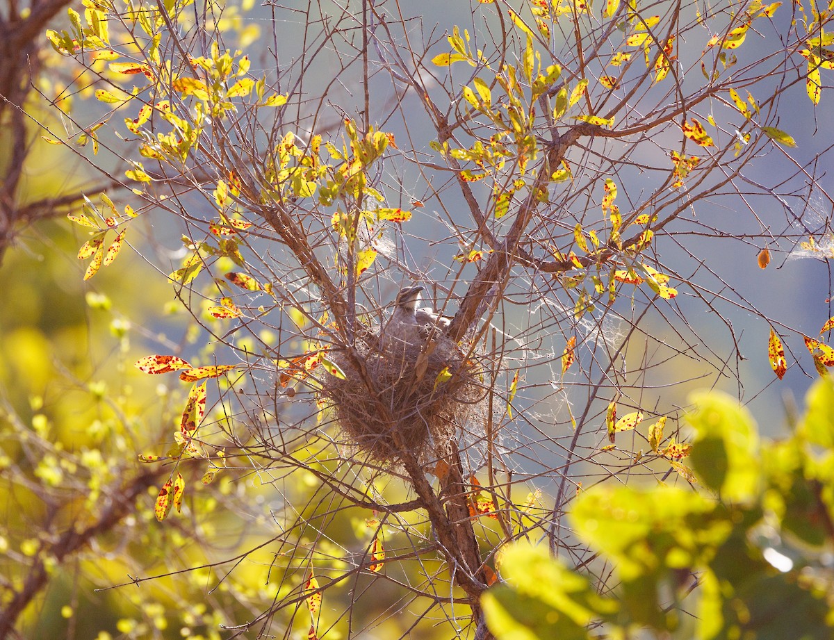 Little Friarbird - ML621733313