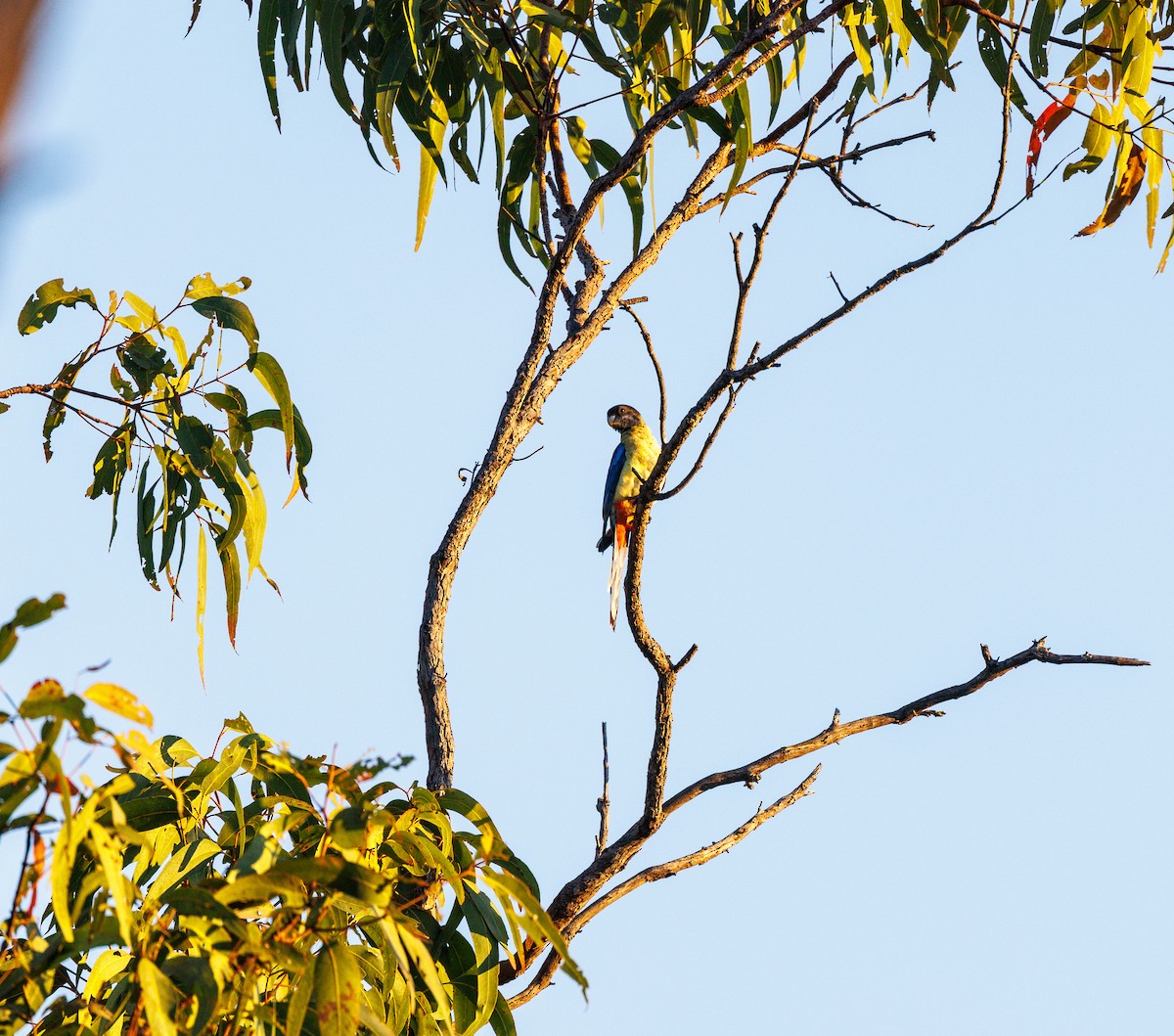 Northern Rosella - ML621733327