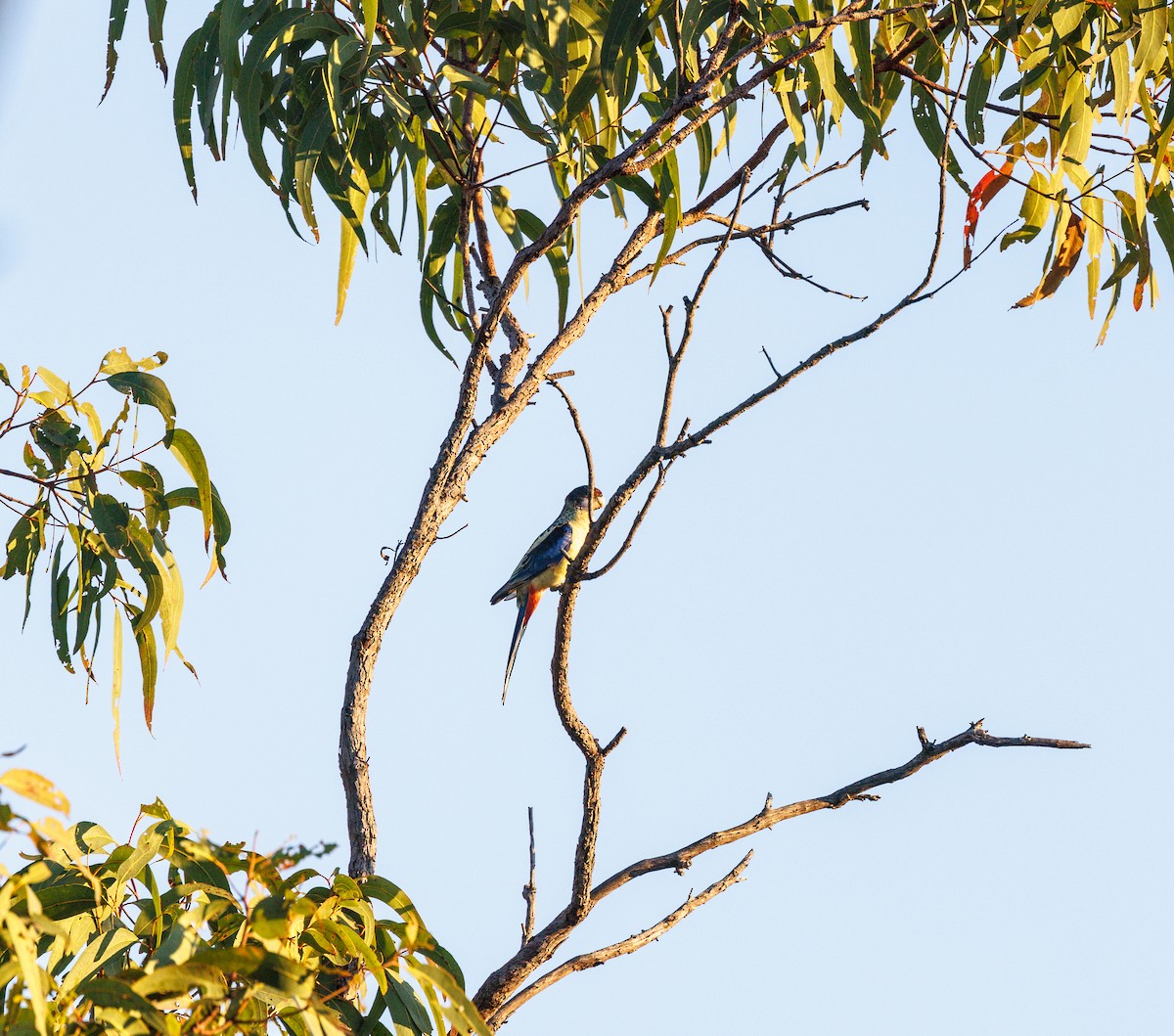 Northern Rosella - ML621733328