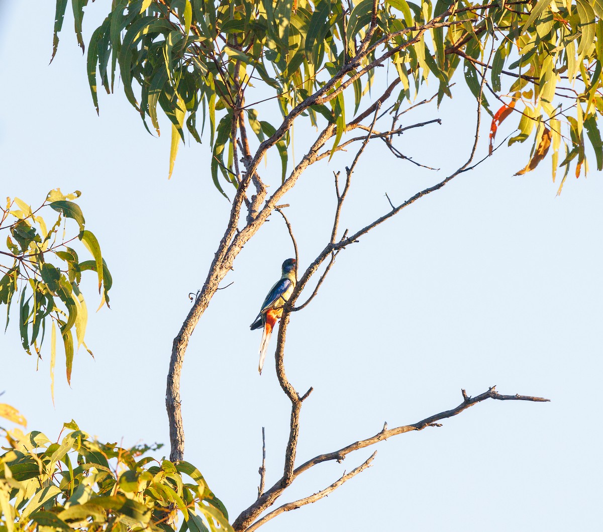 Northern Rosella - ML621733329