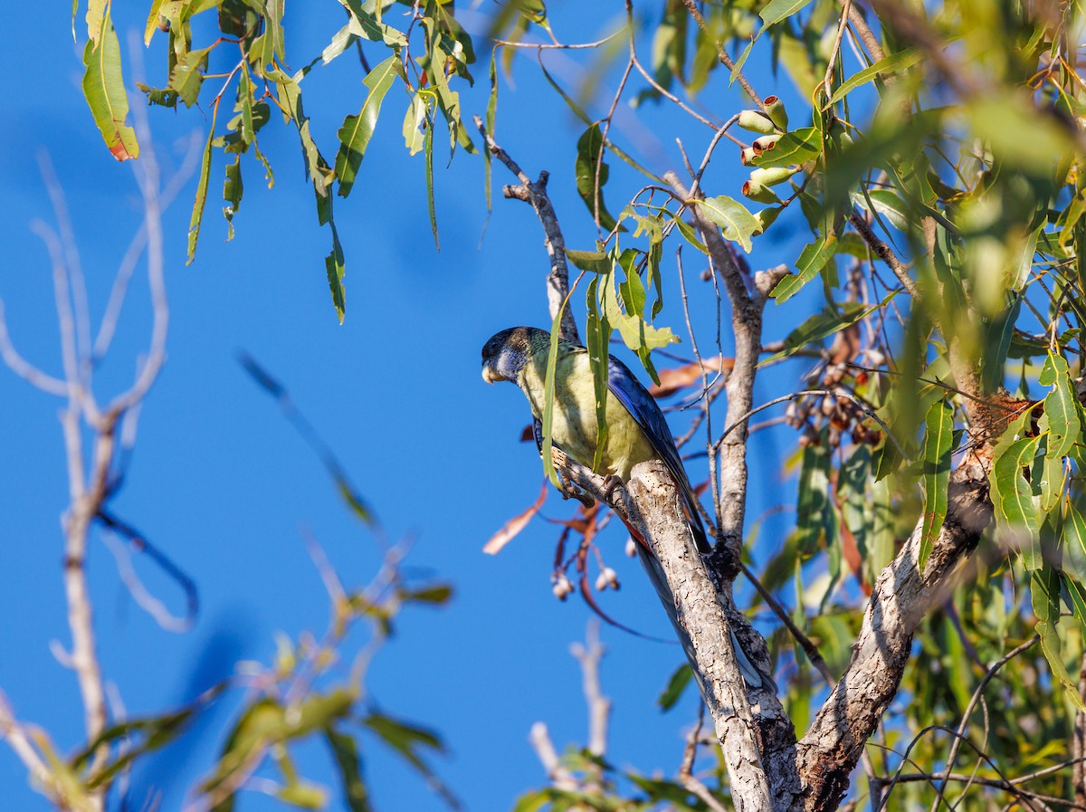 Northern Rosella - ML621733330