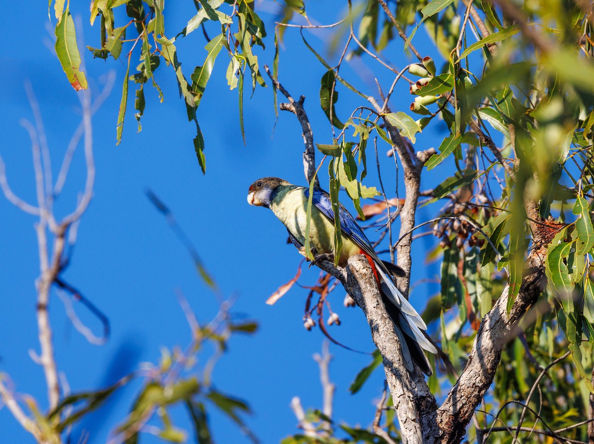 Northern Rosella - ML621733331